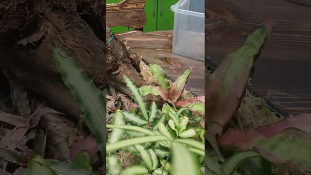 Бромелиевое дерево. Криптантусы. Bromelia. Обзор растений для бромелиевого дерева.