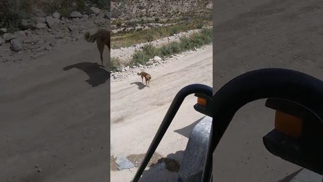 Собака друг человека.
