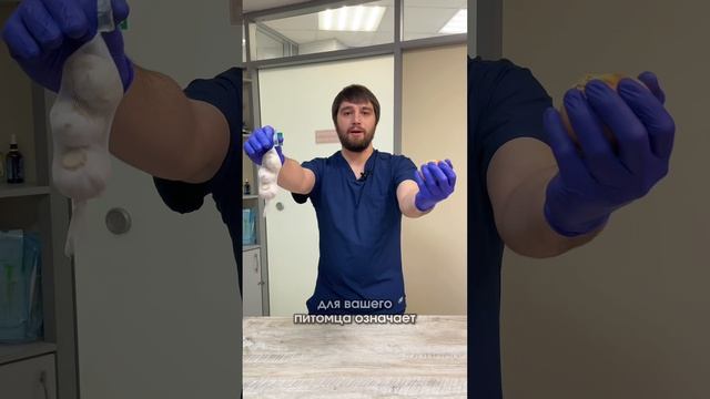 Вредная еда животных. Советы ветеринара 🐾