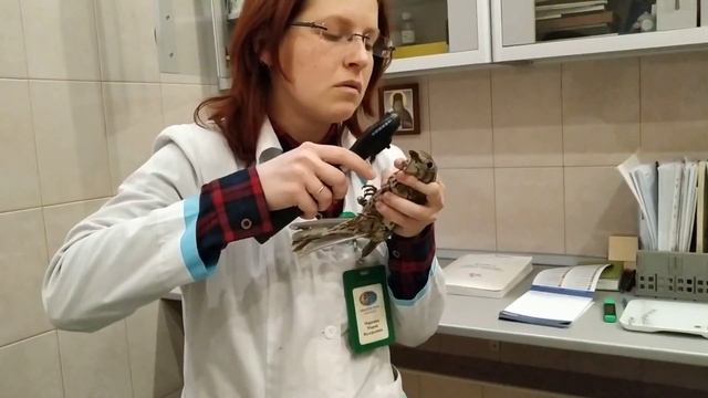 Ищем глаз у несчастного дрозда