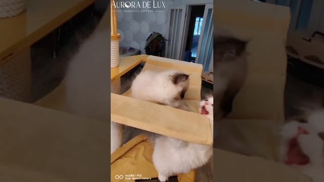 Милые Рэгдольчики!