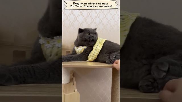 Брезгливый кот