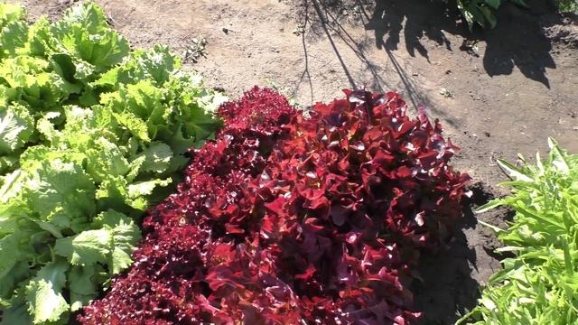 Оставляю часть кустиков салата на семена