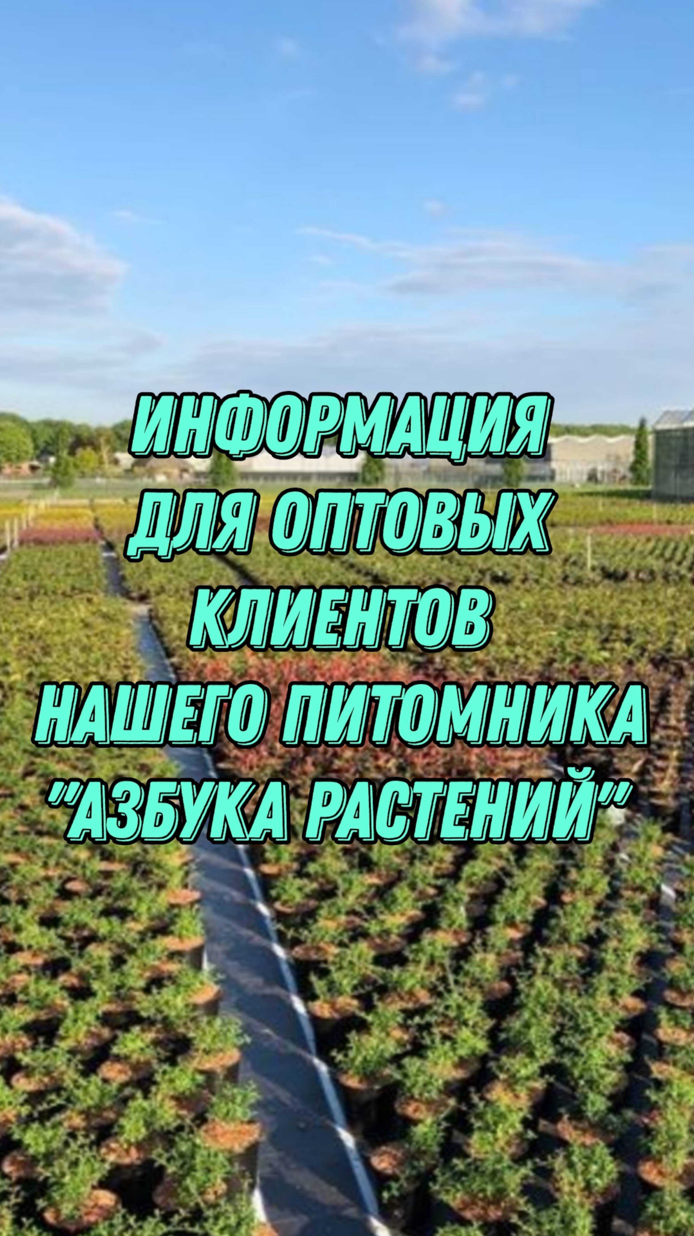 Важно! Информация для оптовых клиентов, нашего питомника!