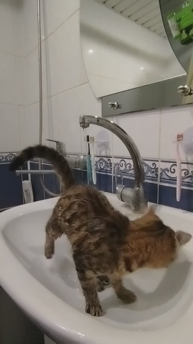 Кто сказал, что кошки боятся воды?