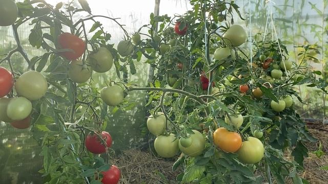 Томаты выращенные на мульче без минеральных удобрений