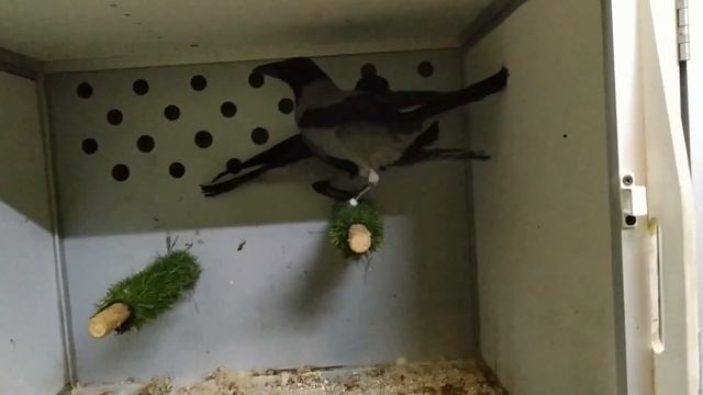 Лечим ястреба, сову, ворон и ворона