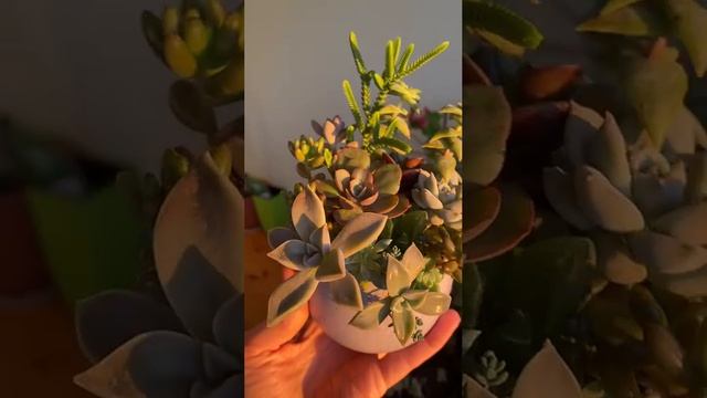 Садик из суккулентов в керамичесом горшке