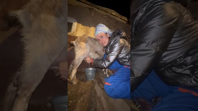 Вечерняя дойка