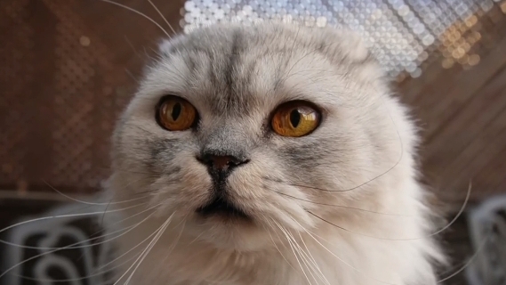 как найти The Smile в чикен ган