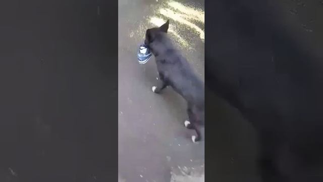 Постоянный клиент 😁.mp4