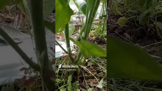 Баклажаны завязываются ,ура (первый раз сажаю их)