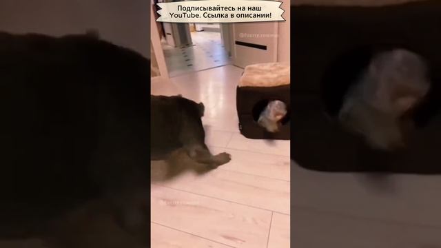 Собаки залипаки