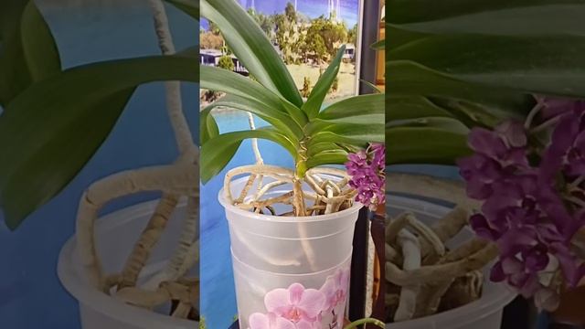 Rhynchostylis Gigantea /Ринхостилис Гигантея/ #plants #orchids #растения #орхидеи
