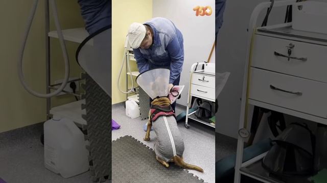 Вспомним как Милу выписывали🥰
Мы всей командой и всеми помощниками благодарим клинику МедВет.