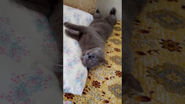 касавчик