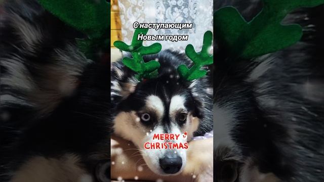 С наступающим Новым годом.