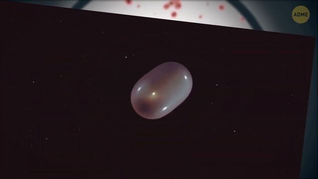 Более 90 удивительных фактов о теле, которые вы не забудете. Научные анатомические факты