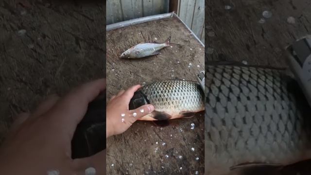 Электрочистилка для рыбы во всей красе