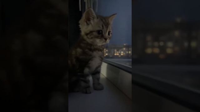 Бесплатная помощь психолога