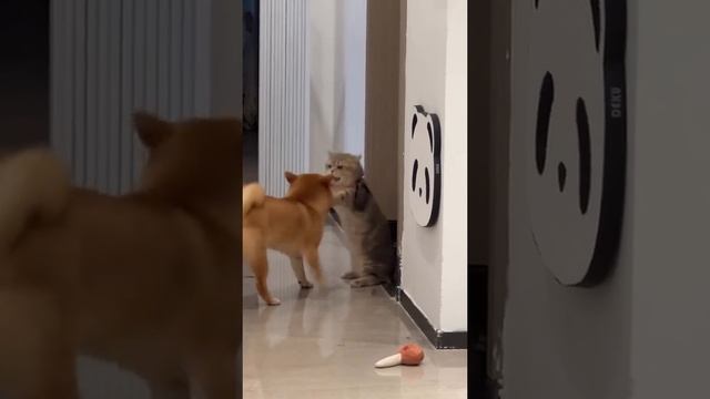 Боксерский кот
