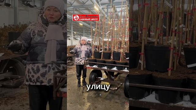 😳Сажаем плодовые зимой! Часть вторая