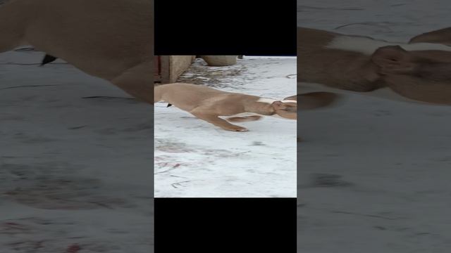 #bulli#булли