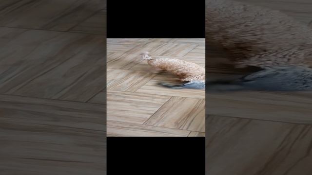 VID_20241212_131941