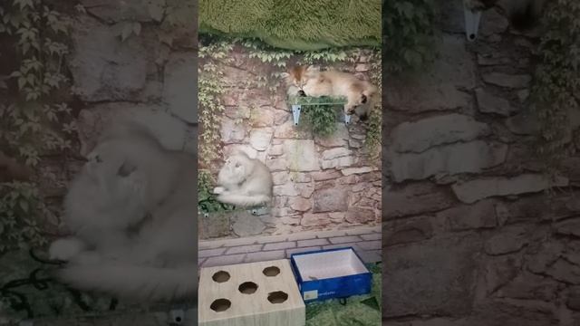 Котята разложены по полочкам! Йожик, Тигра и Ромашка отдыхают