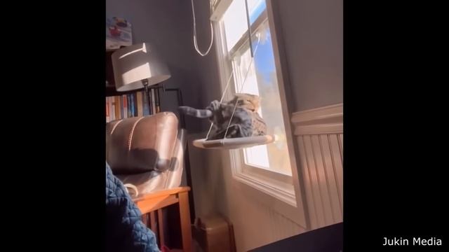 Best Cat Videos of the Decade