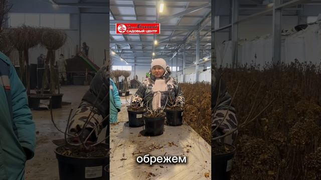 Обрезка против правил😎