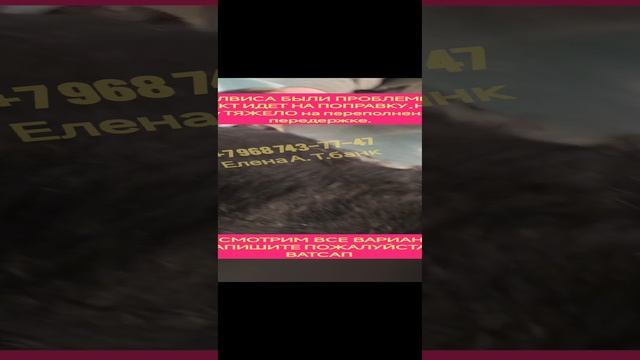 Миссия Чудо для Элвиса . Помогите пожалуйста найти дом несчастному .