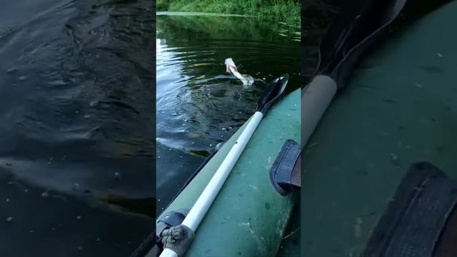 Щука возле лодки
