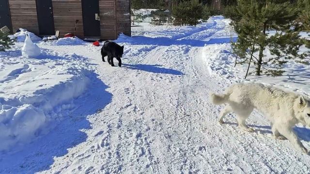 Слишком много гуся