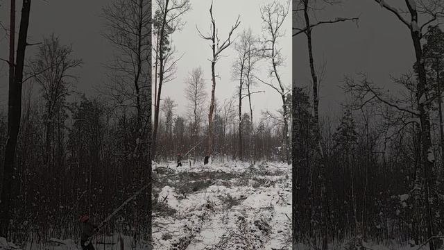 Валка дуба и пришла беда с моей бензопилой
