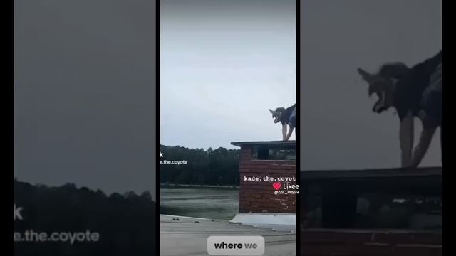 квадробика представляет 1 часть 💖