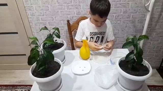 Как выращивать лимон 🍋 в домашних условиях)