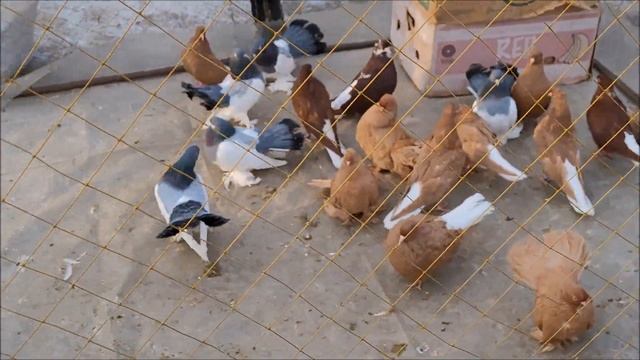 23.03.2024 года.Воронеж - ярмарка голубей. Часть 1.