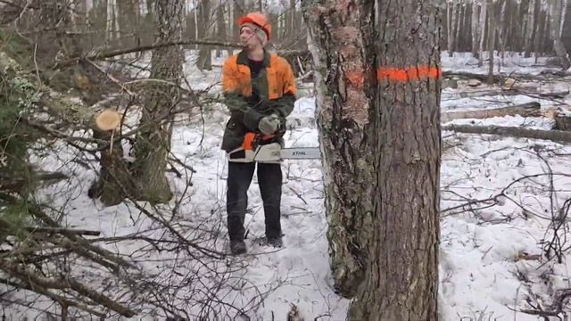 Валка леса  берёза