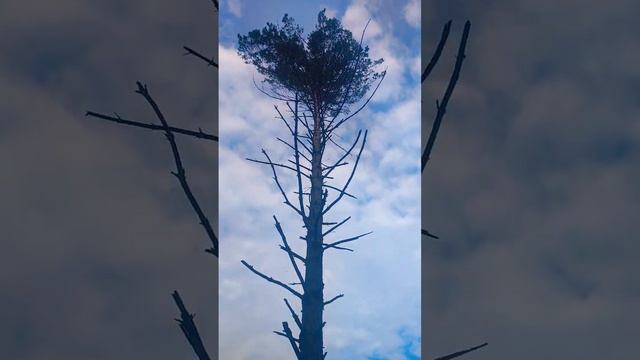 Валка дерева винтовым клином КВМ-1 #lesorub #stihl #shorts