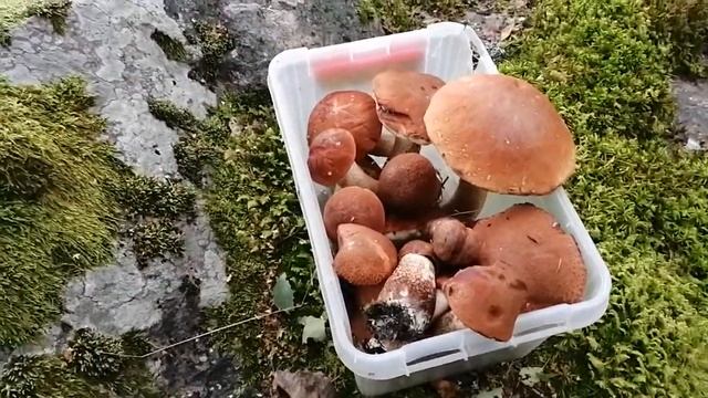 Грибная рыбалка