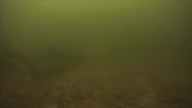 Подводная съемка с моего пруда. часть 2