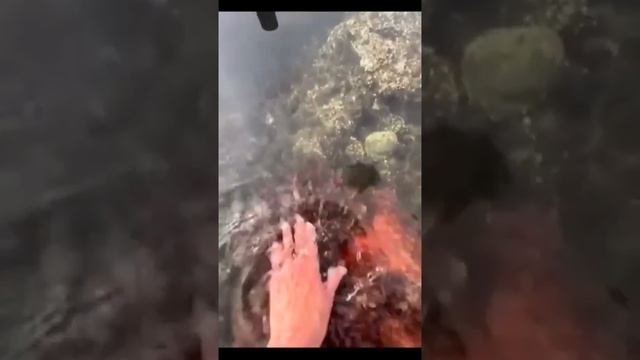 octopus.mp4