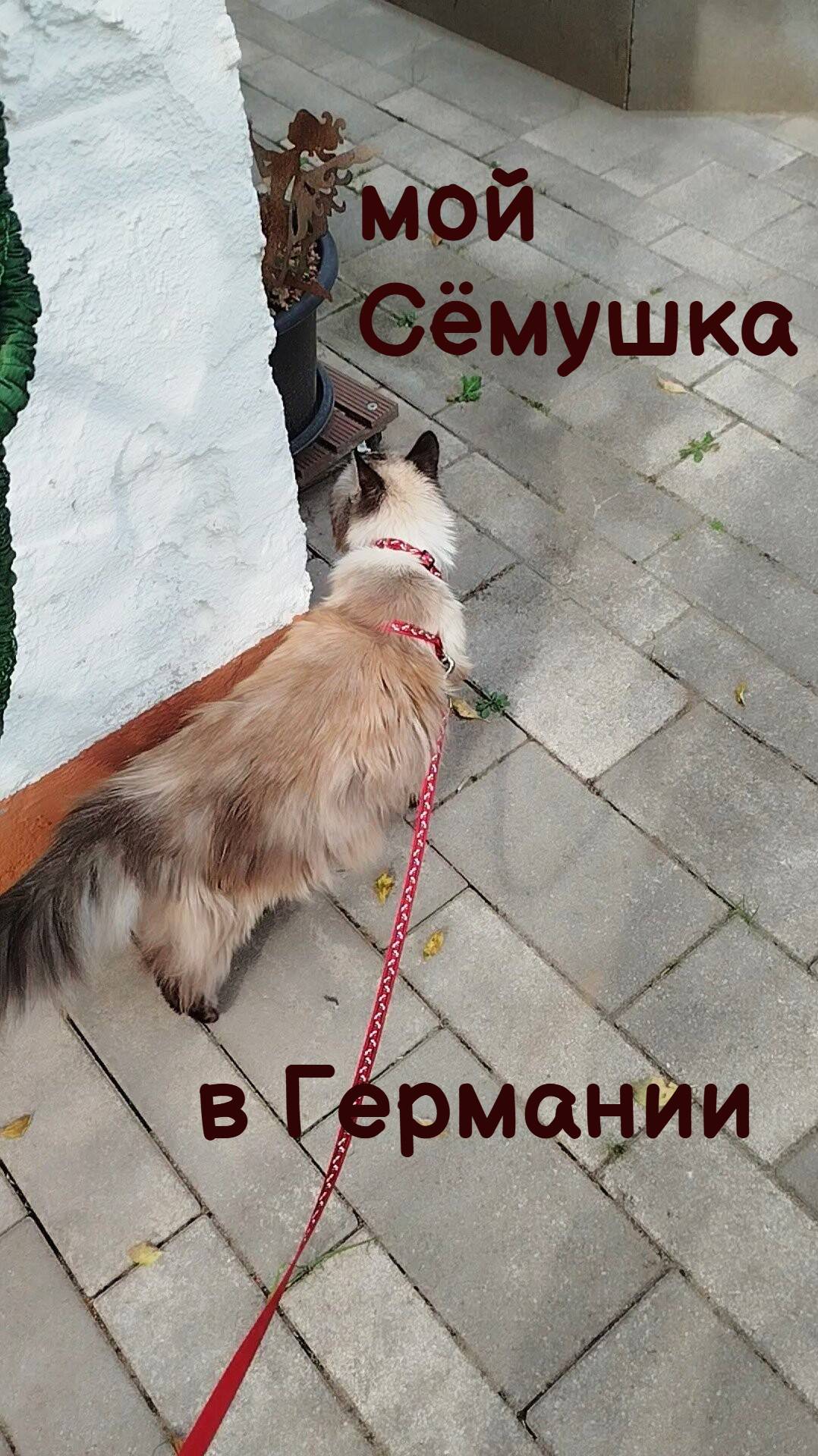 МОЙ СЁМУШКА В ГЕРМАНИИ. РУССКИЙ КОТЕЙКА, ЗДЕСЬ, СО МНОЙ