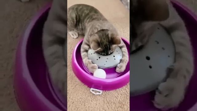 смешные пушистики 🐈🐈🐶🐱