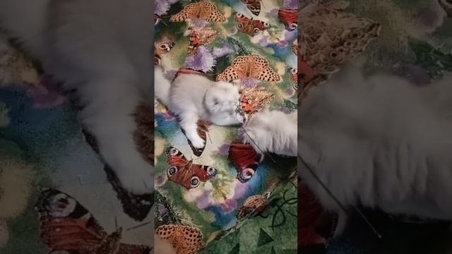 Котята играют c папой. Тигра, Ромашка, Йожик носятся, как угорелые!