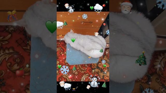 19-12-2024 Котомодель 🥰
