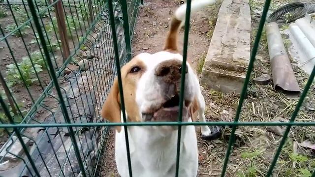 Псы очень довольны что забор готов.mp4