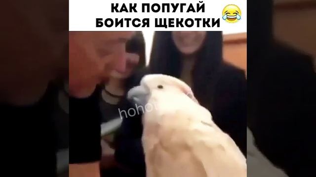 Боится щекоток