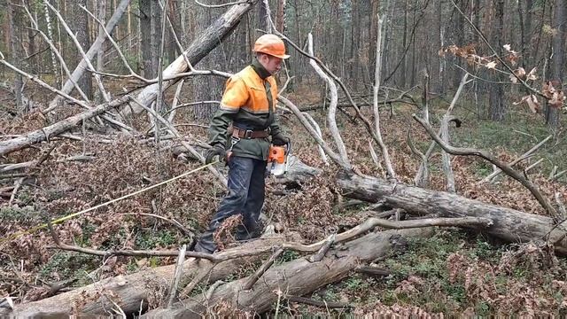 Новая Лесосека и очень страшный лес